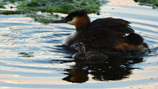 Haubentaucher (12).jpg